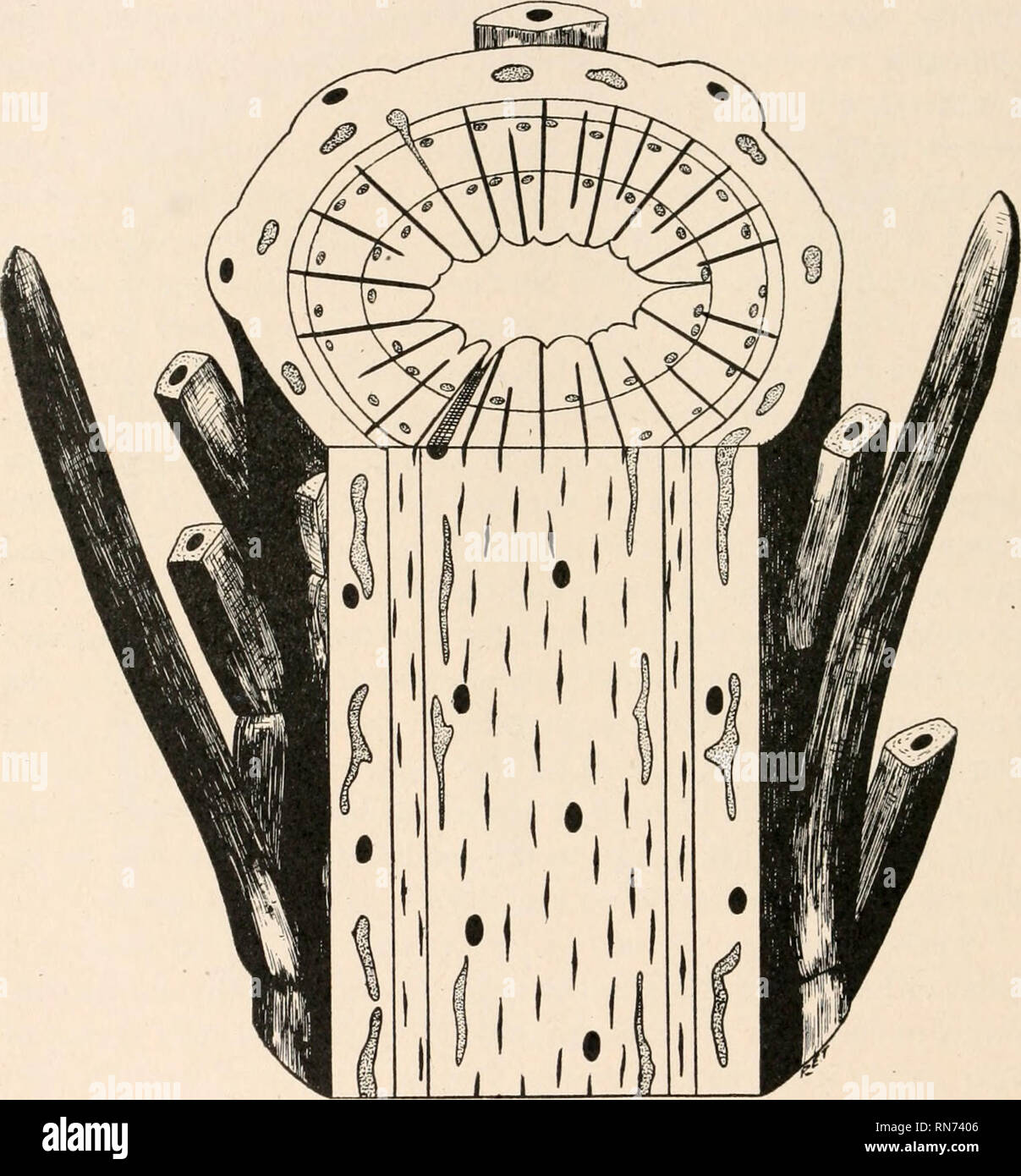 La Anatomía De Las Plantas Leñosas Botánica La Anatomía 84 La Anatomía De Las Plantas 