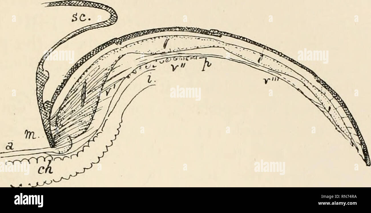 La anatomía, la fisiología, la morfología y el desarrollo de la estiradora-fly (Calliphora erythrocephala) un estudio de la anatomía comparada y la morfología de los insectos; con placas e ilustraciones ejecutadas La anatomía, la fisiología, la morfología y el desarrollo de la estiradora-fly (Calliphora erythrocephala) un estudio de la anatomía comparada y la morfología de los insectos; con placas e ilustraciones ejecutadas