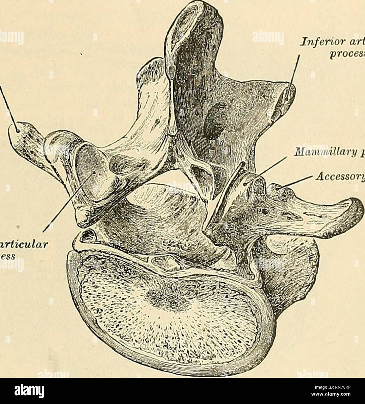 Anatomía descriptiva y aplicada. Anatomía. La vértebra LUuMBAB 57 12º  vértebra torácica, el superior en cada lado se conecta en la región tliis  witli la parte posterior de la apófisis superior,