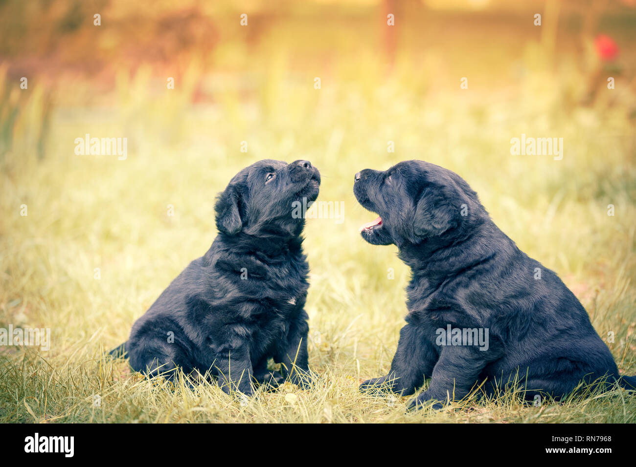 Dos cachorros labrador retriever divertido mirar el uno al otro. Los perros juegan en el césped en el jardín de verano Foto de stock