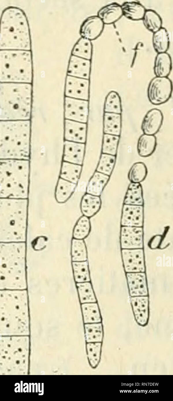 . Anatomie et physiologie vegetales à l'usage des étudiants en sciences naturelles des universités, des élèves à l'Institut agronomique, des écoles d'Agricultura, etc. Anatomía vegetal; fisiología vegetal. . Por favor tenga en cuenta que estas imágenes son extraídas de la página escaneada imágenes que podrían haber sido mejoradas digitalmente para mejorar la legibilidad, la coloración y el aspecto de estas ilustraciones pueden no parecerse perfectamente a la obra original. Belzung, Ernest Ferdinand, 1859-. París F. Alcan Foto de stock