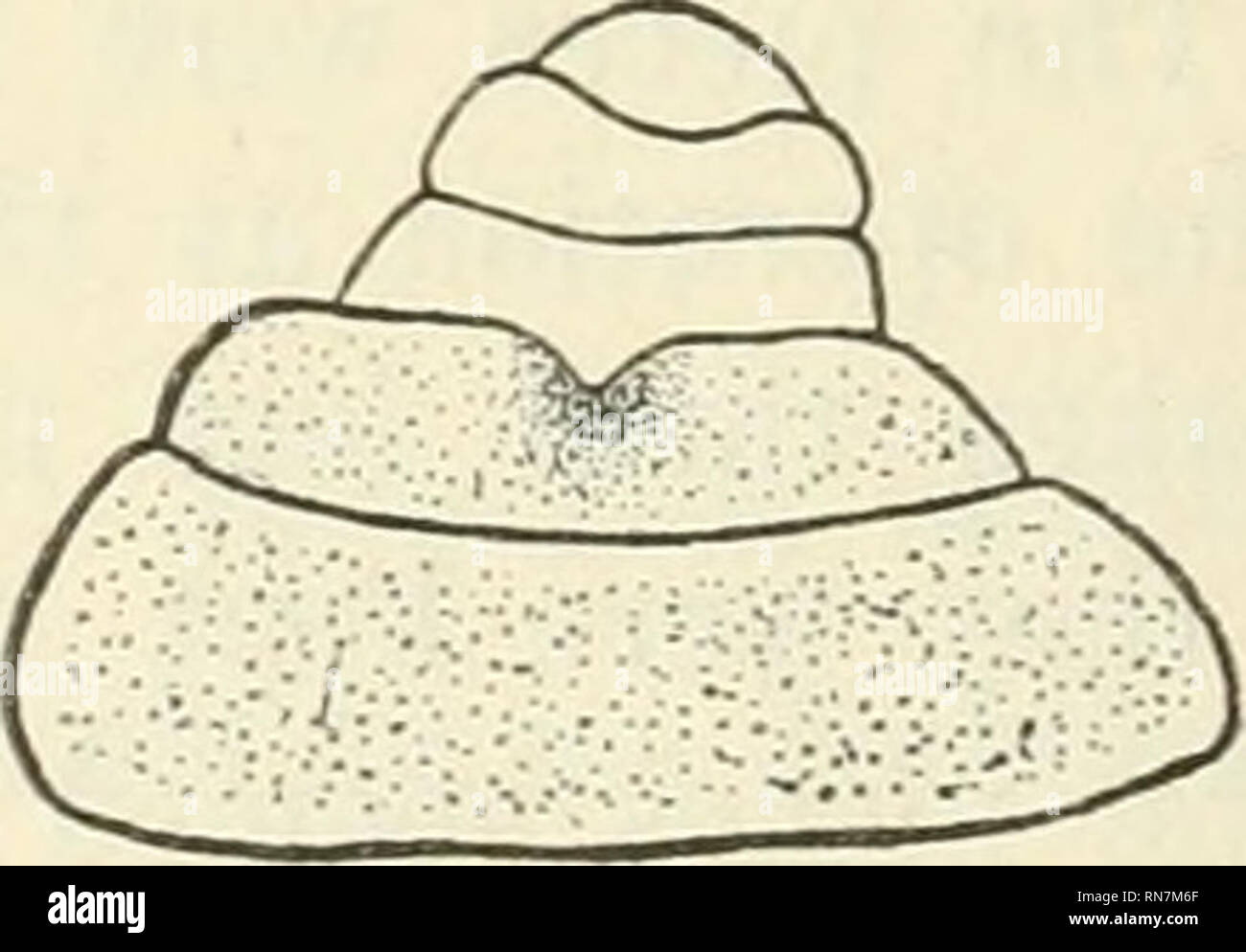 . Anatomischer Anzeiger. Anatomía, comparativo; Anatomía, comparativos. Fifr. 2. Fig. 1. Fig. 3. Los segmentos injertadas se muestran por punteado. Los segmentos están numerados en el lateral, indicando su posición en los gusanos utilizada en el experimento. La parte regenerada está compuesto de dos segmentos, que son considerablemente más pequeños que los segmentos en que se originan. La semejanza de los segmentos anterior a una cabeza normal posee una boca y prostomium es evidente. El extremo anterior del gusano fue seccionadas longitudinalmente en un dorso-ventral del avión. La unión del injerto y la mayor com- ponen Foto de stock