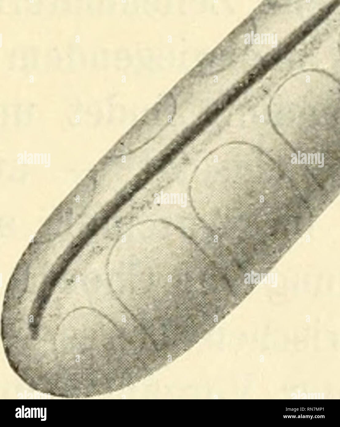 . Anatomischer Anzeiger. Anatomía, comparativo; Anatomía, comparativos