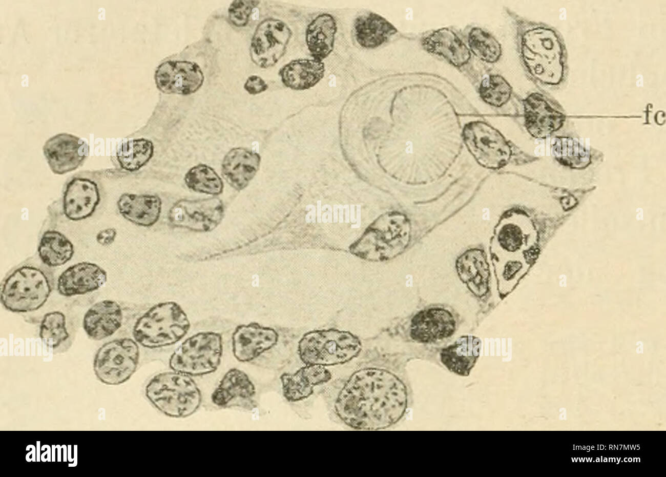 . Anatomischer Anzeiger. Anatomía, comparativo; Anatomía, comparativos