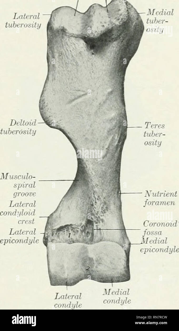 La Anatomía De Los Animales Domésticos Anatomía Veterinaria Cóndilo