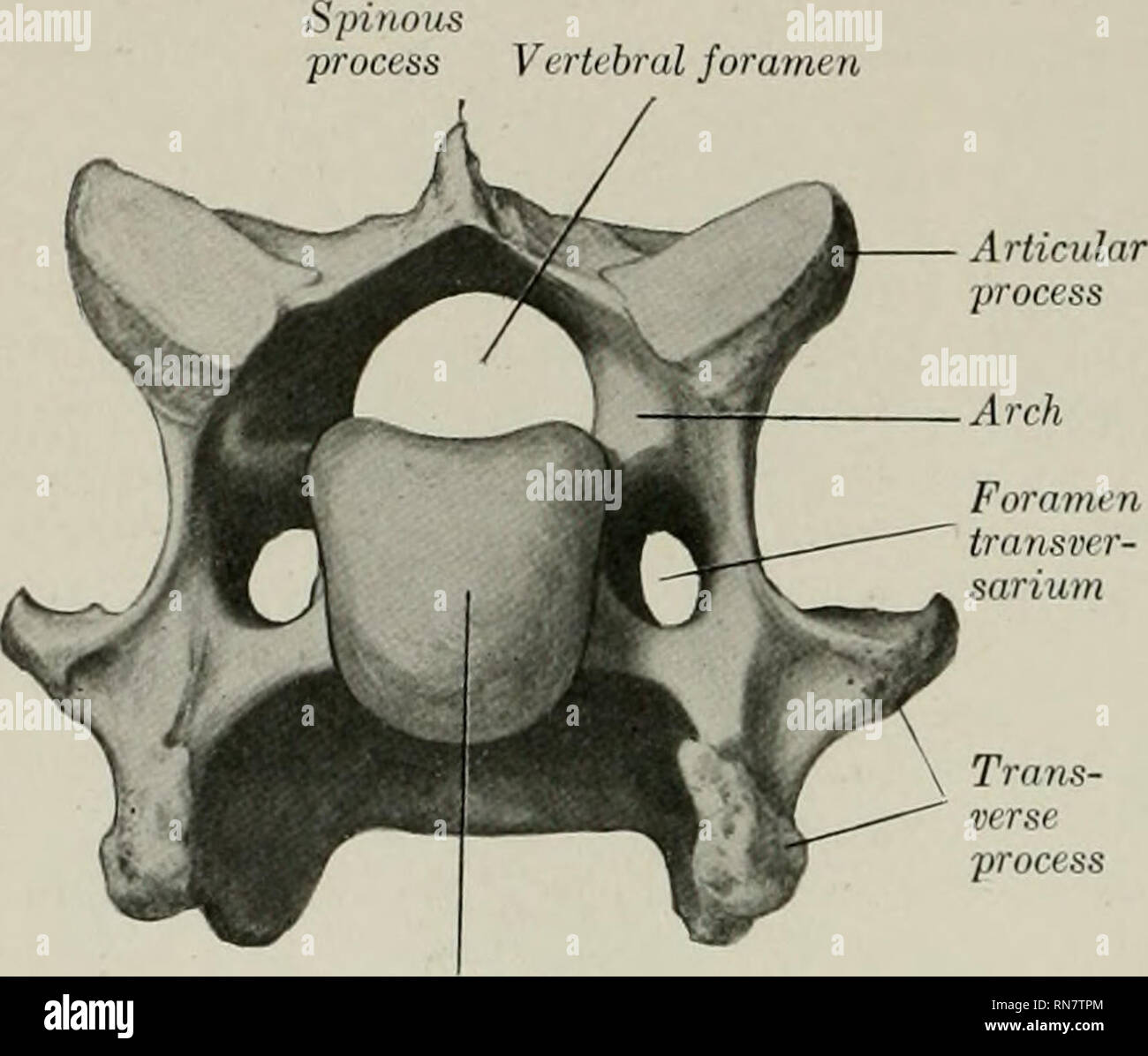 La anatomía de los animales domésticos. Anatomía Veterinaria. 34 EL  ESQUELETO DEL CABALLO foramen Vertebral. Fig. 9.° Ce K-Al Cabeza de caballo  Vértebra vista anterior. La VERTEBRE verteljrae cervical cervical (vértebras
