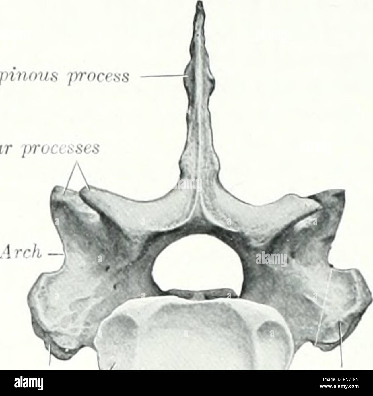 Vertebra cervical caballo fotografías e imágenes de alta resolución - Alamy