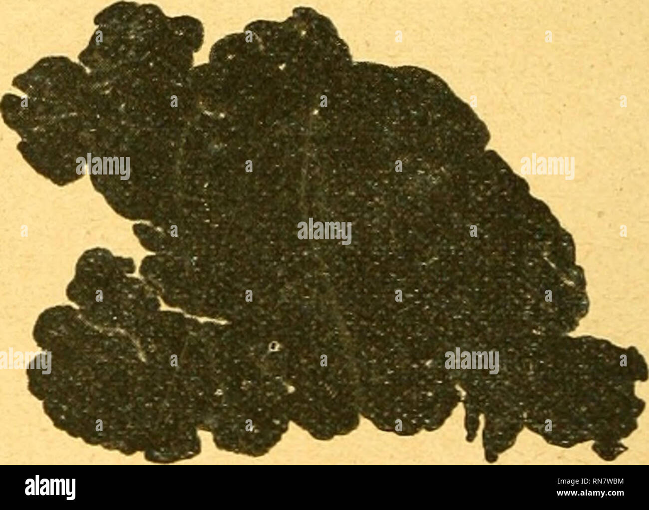 . Anatomischer Anzeiger. Anatomía, comparativo; Anatomía, comparativos