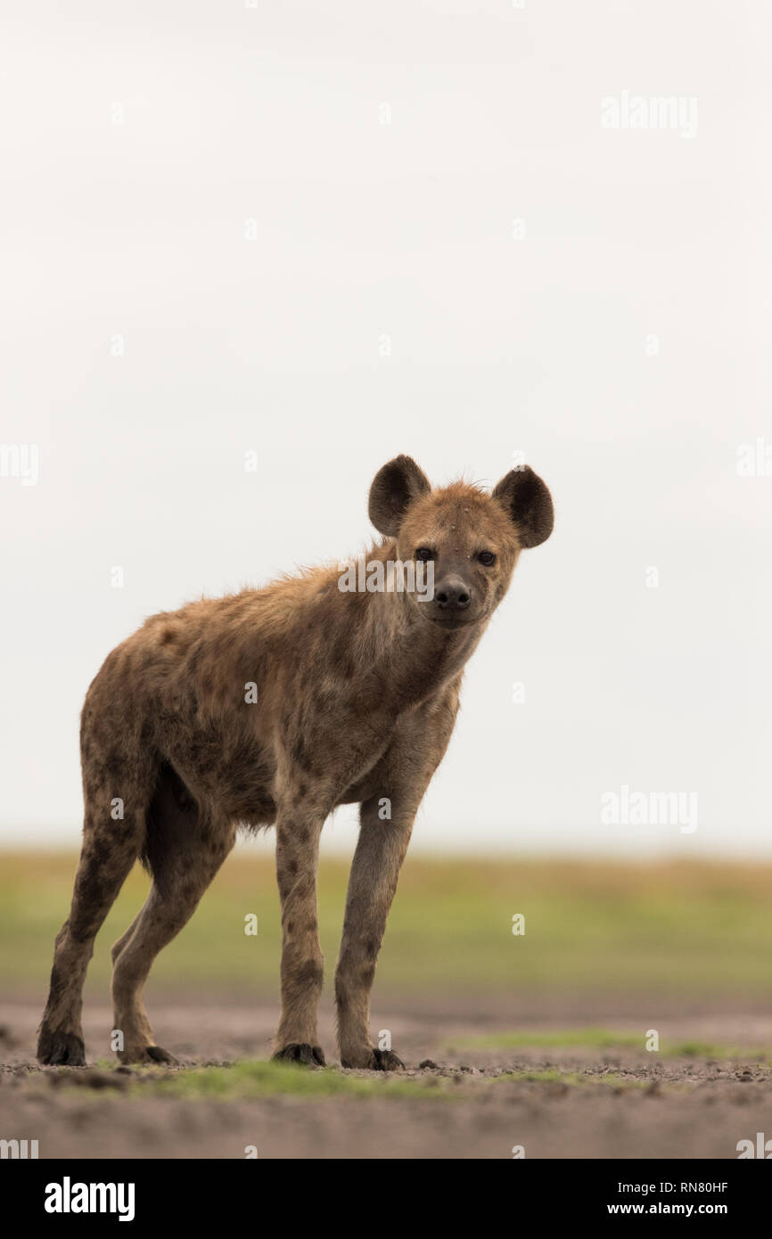 Spotted Hyena mirando a la cámara, el Parque Nacional de Liuwa Plains, Zambia Foto de stock