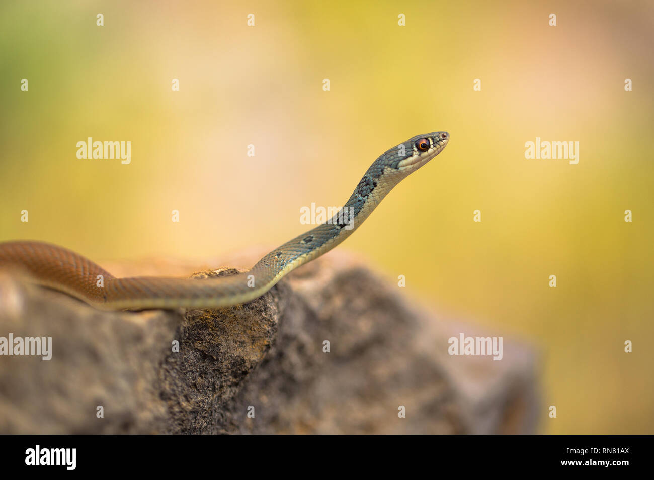 Dahl látigo del snake Platyceps najadum Paklenica en Croacia Foto de stock
