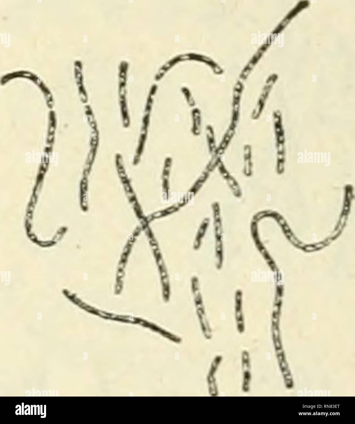 . Anatomie et physiologie vegetales à l'usage des étudiants en sciences naturelles des universités, des élèves à l'Institut agronomique, des écoles d'Agricultura, etc. Anatomía vegetal; fisiología vegetal. . Por favor tenga en cuenta que estas imágenes son extraídas de la página escaneada imágenes que podrían haber sido mejoradas digitalmente para mejorar la legibilidad, la coloración y el aspecto de estas ilustraciones pueden no parecerse perfectamente a la obra original. Belzung, Ernest Ferdinand, 1859-. París F. Alcan Foto de stock