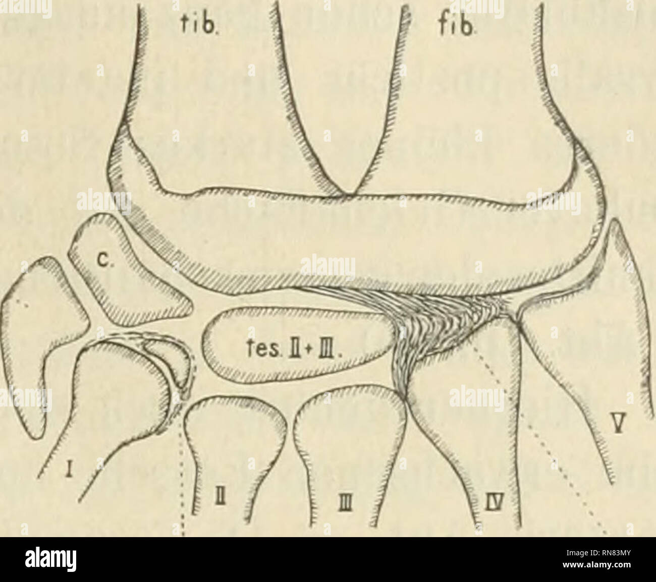 . Anatomischer Anzeiger. Anatomía, comparativo; Anatomía, comparativos