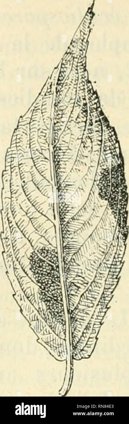 . Anatomie et physiologie vegetales à l'usage des étudiants en sciences naturelles des universités, des élèves à l'Institut agronomique, des écoles d'Agricultura, etc. Anatomía vegetal; fisiología vegetal. . Por favor tenga en cuenta que estas imágenes son extraídas de la página escaneada imágenes que podrían haber sido mejoradas digitalmente para mejorar la legibilidad, la coloración y el aspecto de estas ilustraciones pueden no parecerse perfectamente a la obra original. Belzung, Ernest Ferdinand, 1859-. París F. Alcan Foto de stock