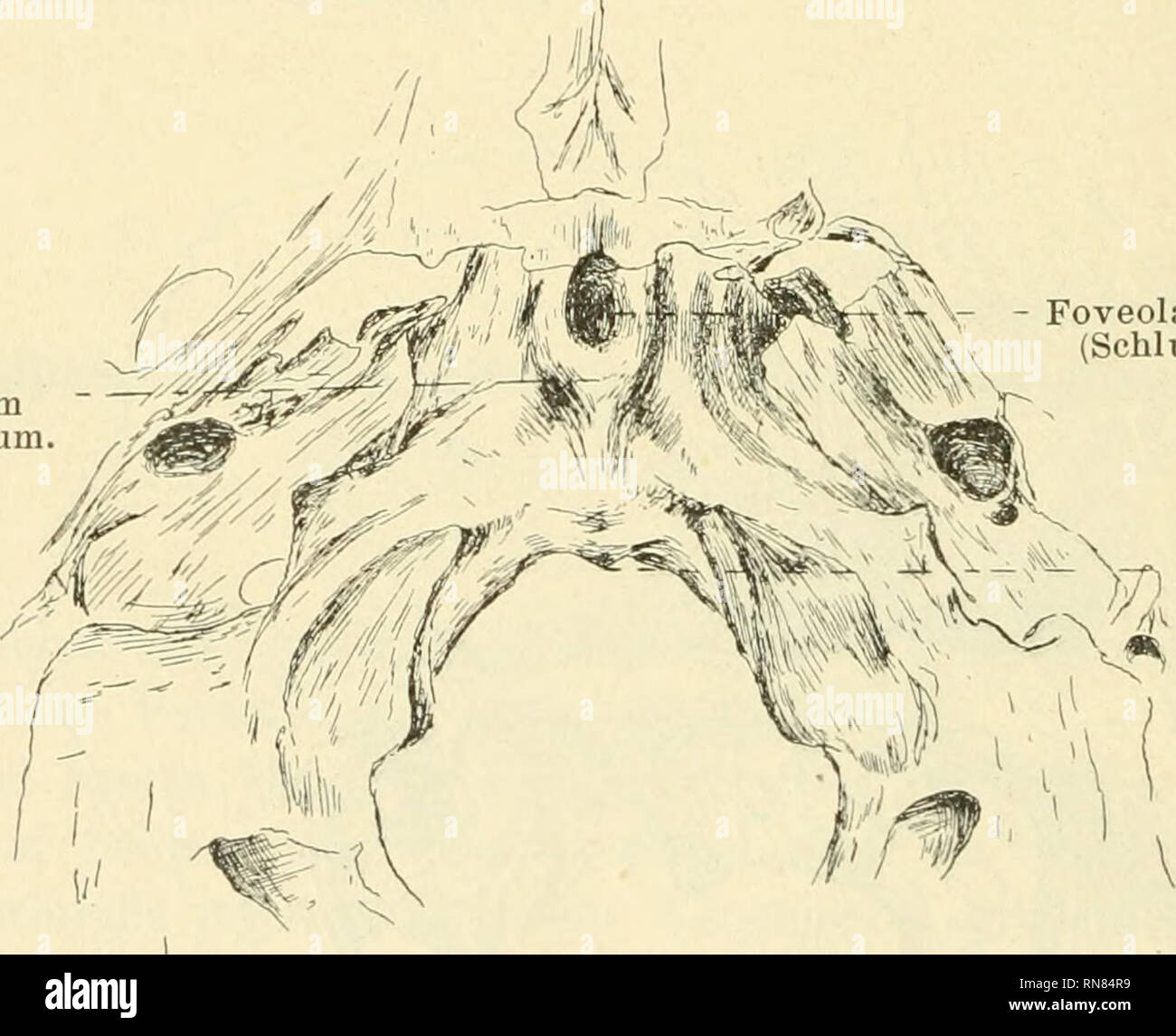 . Anatomischer Anzeiger. Anatomía, comparativo; Anatomía, comparativos