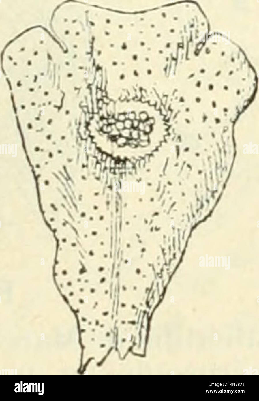 . Anatomie et physiologie vegetales à l'usage des étudiants en sciences naturelles des universités, des élèves à l'Institut agronomique, des écoles d'Agricultura, etc. Anatomía vegetal; fisiología vegetal. . Por favor tenga en cuenta que estas imágenes son extraídas de la página escaneada imágenes que podrían haber sido mejoradas digitalmente para mejorar la legibilidad, la coloración y el aspecto de estas ilustraciones pueden no parecerse perfectamente a la obra original. Belzung, Ernest Ferdinand, 1859-. París F. Alcan Foto de stock