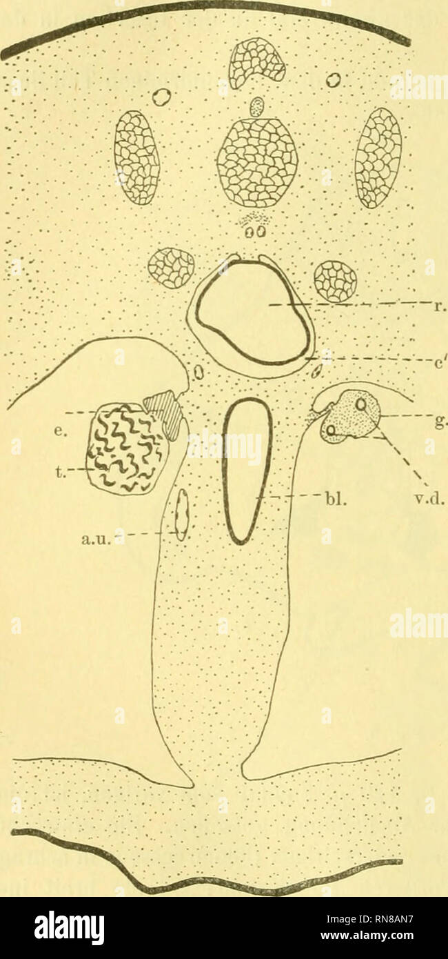 . Anatomischer Anzeiger. Anatomía, comparativo; Anatomía, comparativos