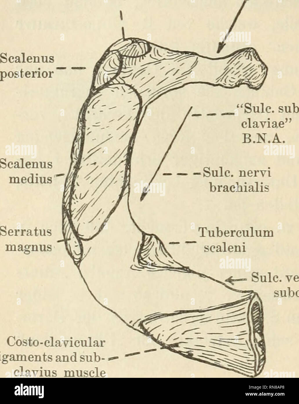 Anatomischer Anzeiger. Anatomía, comparativo; Anatomía, comparativos. 26  arteria, y del de la ranura (aquí etiquetados "sulcus