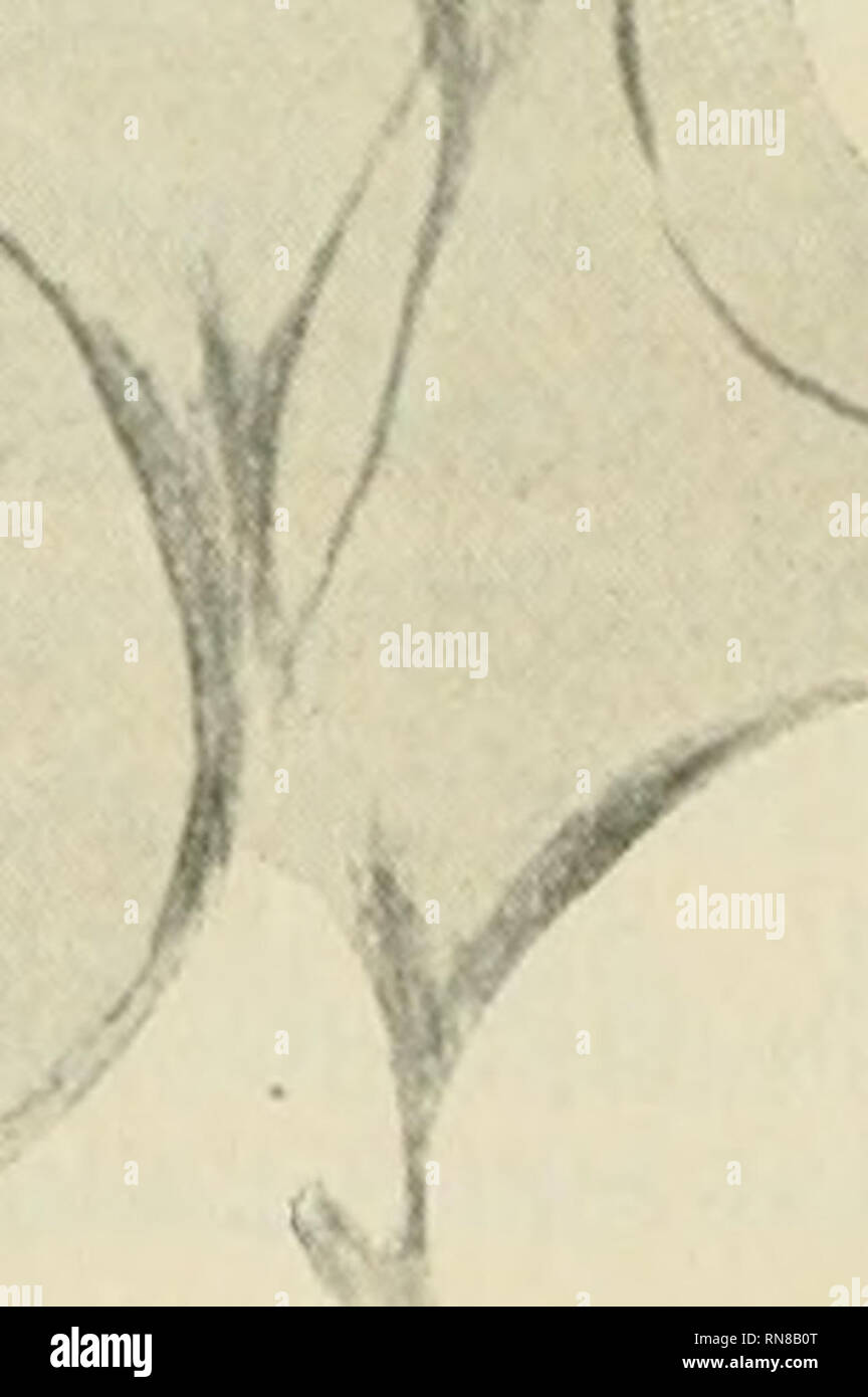 . Anatomischer Anzeiger. Anatomía, comparativo; Anatomía, comparativos. Fig. 3. Fig. 4. Fig. 2. Der menschlichen Schweißdrüsen Achselhöhle, Bendas färbung Muskelfibrillen-. Seibert, Okular Objektiv III, V, CA. 600-fache Vergrößerung. La Bei un hombre sieht einen Drüsenschlauch hinein, von dem nur eine flache Kuppe abgeschnitten ist. Fig. 3. Laktierende Mamma des hundes. Muskelfibrillenfärbung bendas. Ueber- sichtsbild. Seibert, Okular Objektiv III, V, CA. 600-fache Vergrößerung, m Die die Alveolen umspinnenden Muskelzellen, e das, halb Drüsenepithel schematisch gezeichnet. Fig. 4. Laktierende Mamma d Foto de stock