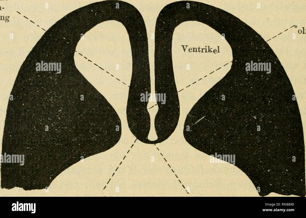 . Anatomischer Anzeiger. Anatomía, comparativo; Anatomía, comparativos