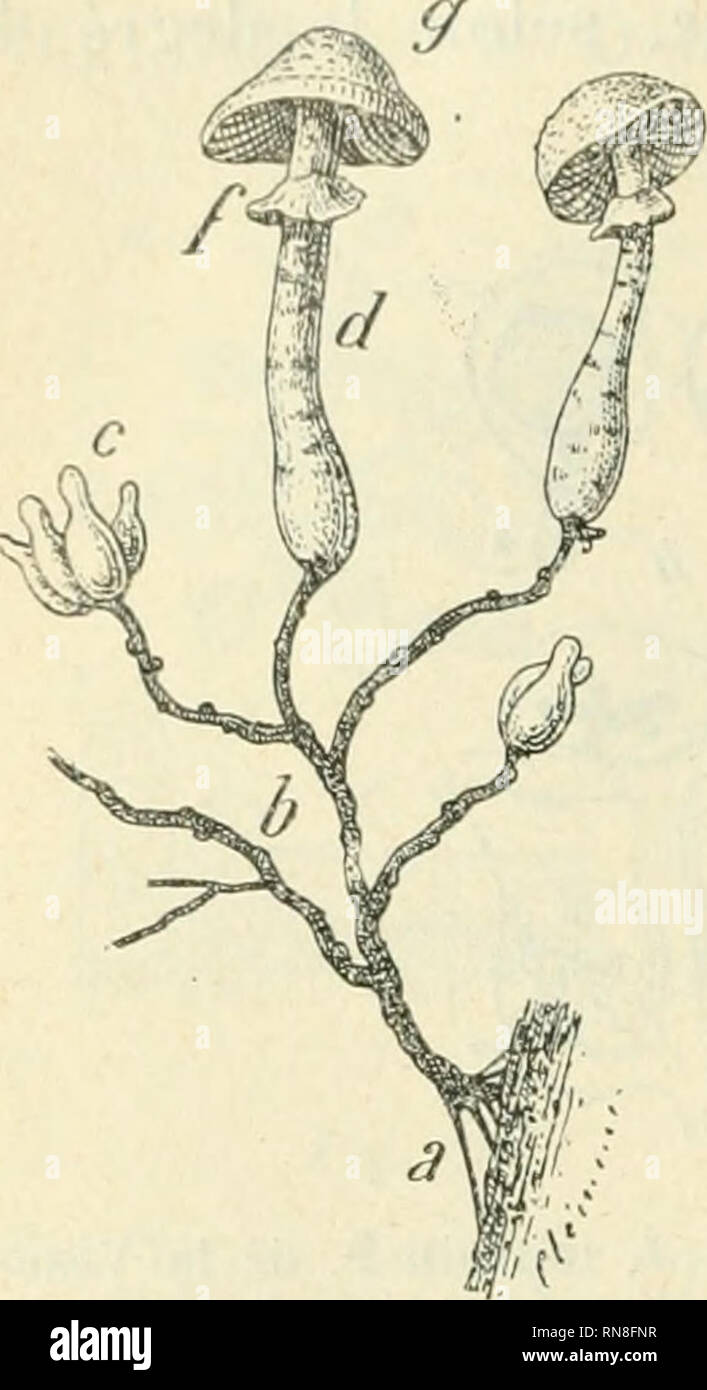 . Anatomie et physiologie vegetales à l'usage des étudiants en sciences naturelles des universités, des élèves à l'Institut agronomique, des écoles d'Agricultura, etc. Anatomía vegetal; fisiología vegetal. l'MlASI I ISMi: MAI.ADII.S DKS i'I.AM KS hasilairc: ils |irciiii('iil lai'uf'innil. Ici coiilact du COI-iis prolo- j)lasiiii(iiu' (SI ME'im'CII. Dans les INicciiiics. causa tic la rouille (lu Ulé. cliaciue sueoir n"j^i'-iiéraleuieiil (|u"ONU seul noyau; laudis (|ue les ^ros suroii's raïueux "les Pérouospoi'cs ''/?', pa- fnsi//r(/). (|ui occupeiil eiilif'i'enieul les él(''inenls enaliis Foto de stock