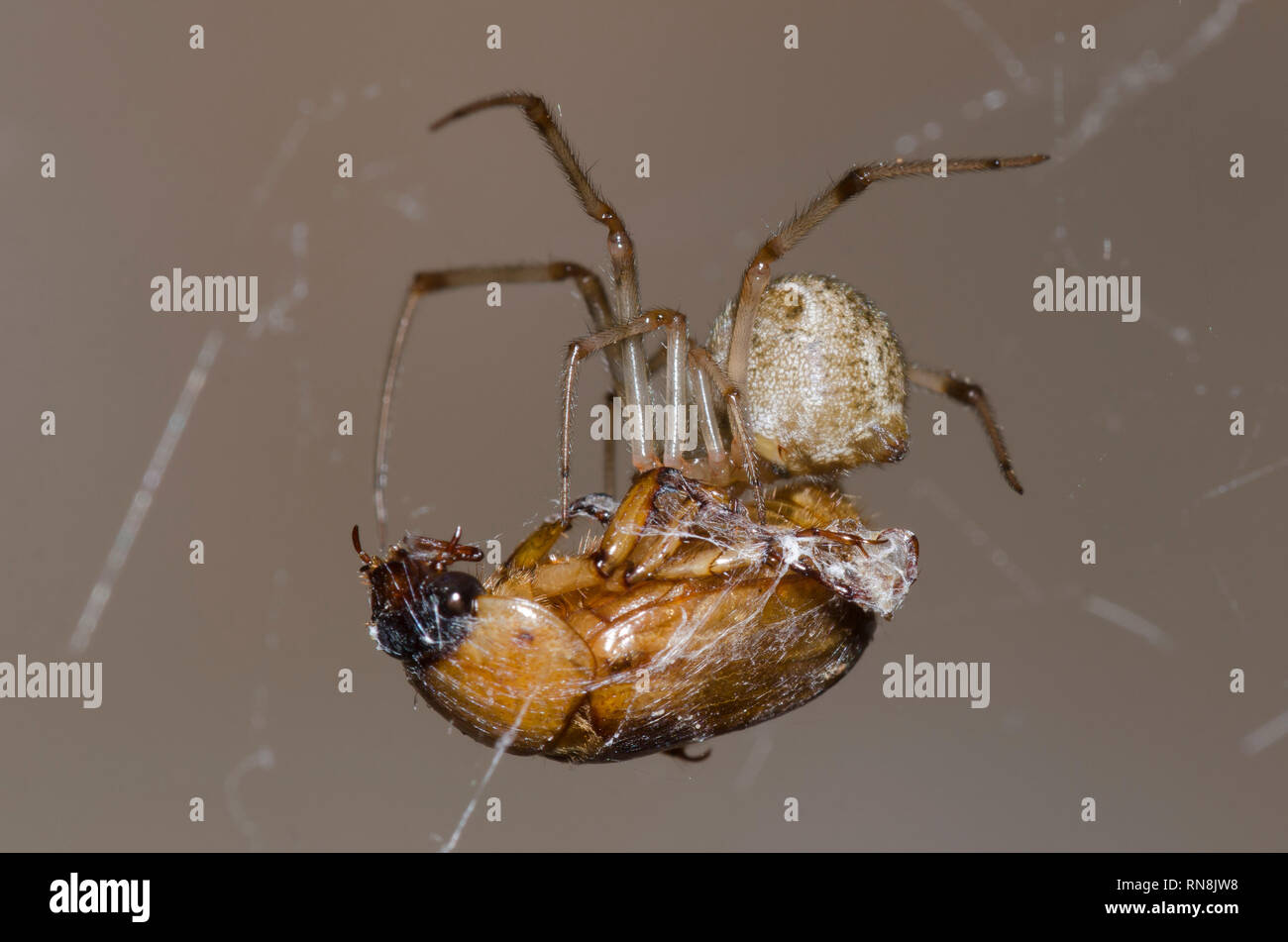 Telaraña Spider, la familia Theridiidae, alimentándose de escarabajo escarabajo capturados, familia Scarabaeidae Foto de stock