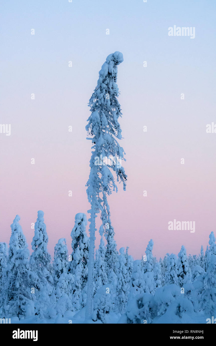 Cubiertas de hielo y nieve árboles coníferos en Laponia, Finlandia Foto de stock