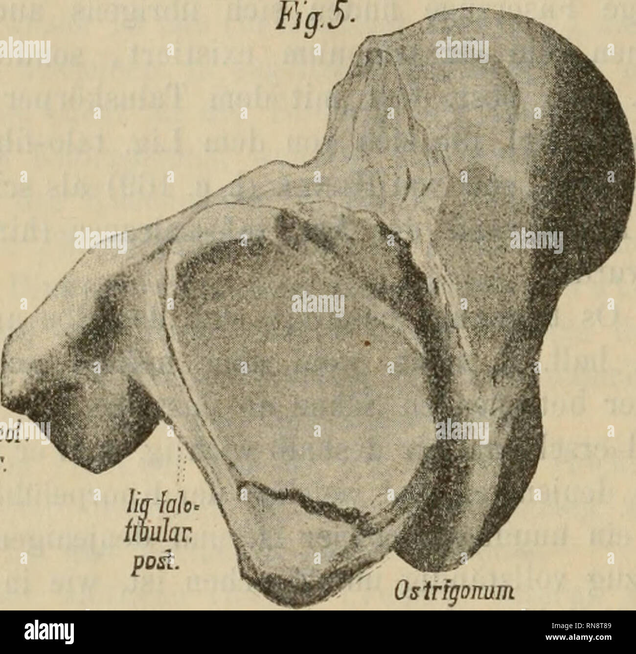 . Anatomischer Anzeiger. Anatomía, comparativo; Anatomía, comparativos