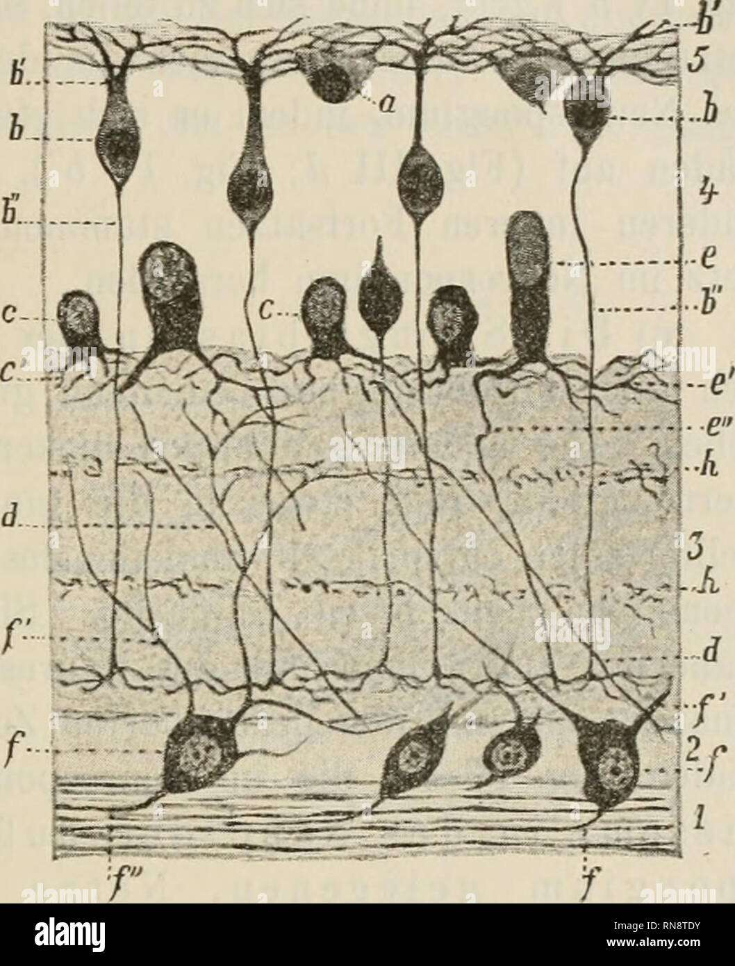 Anatomischer Anzeiger Anatomia Comparativo Anatomia Comparativos Fig Iii Una Bipolare Nervenzelle Aus Der Retina Der Eule B Ausserer Geteilter Fort Satz C Innerer Fortsatz Der Sich En Feine Varikose Auflost Faden
