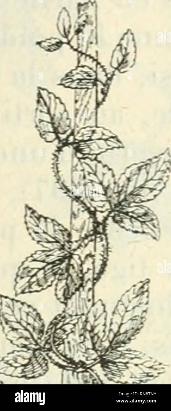 . Anatomie et physiologie vegetales à l'usage des étudiants en sciences naturelles des universités, des élèves à l'Institut agronomique, des écoles d'Agricultura, etc. Anatomía vegetal; fisiología vegetal. ^^ ^h. Por favor tenga en cuenta que estas imágenes son extraídas de la página escaneada imágenes que podrían haber sido mejoradas digitalmente para mejorar la legibilidad, la coloración y el aspecto de estas ilustraciones pueden no parecerse perfectamente a la obra original. Belzung, Ernest Ferdinand, 1859-. París F. Alcan Foto de stock