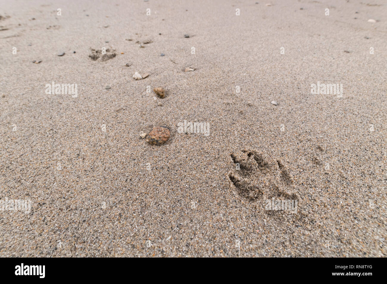 Pata de perro imprime en la playa de arena. La metáfora de la tenencia, la propiedad del perro. Foto de stock