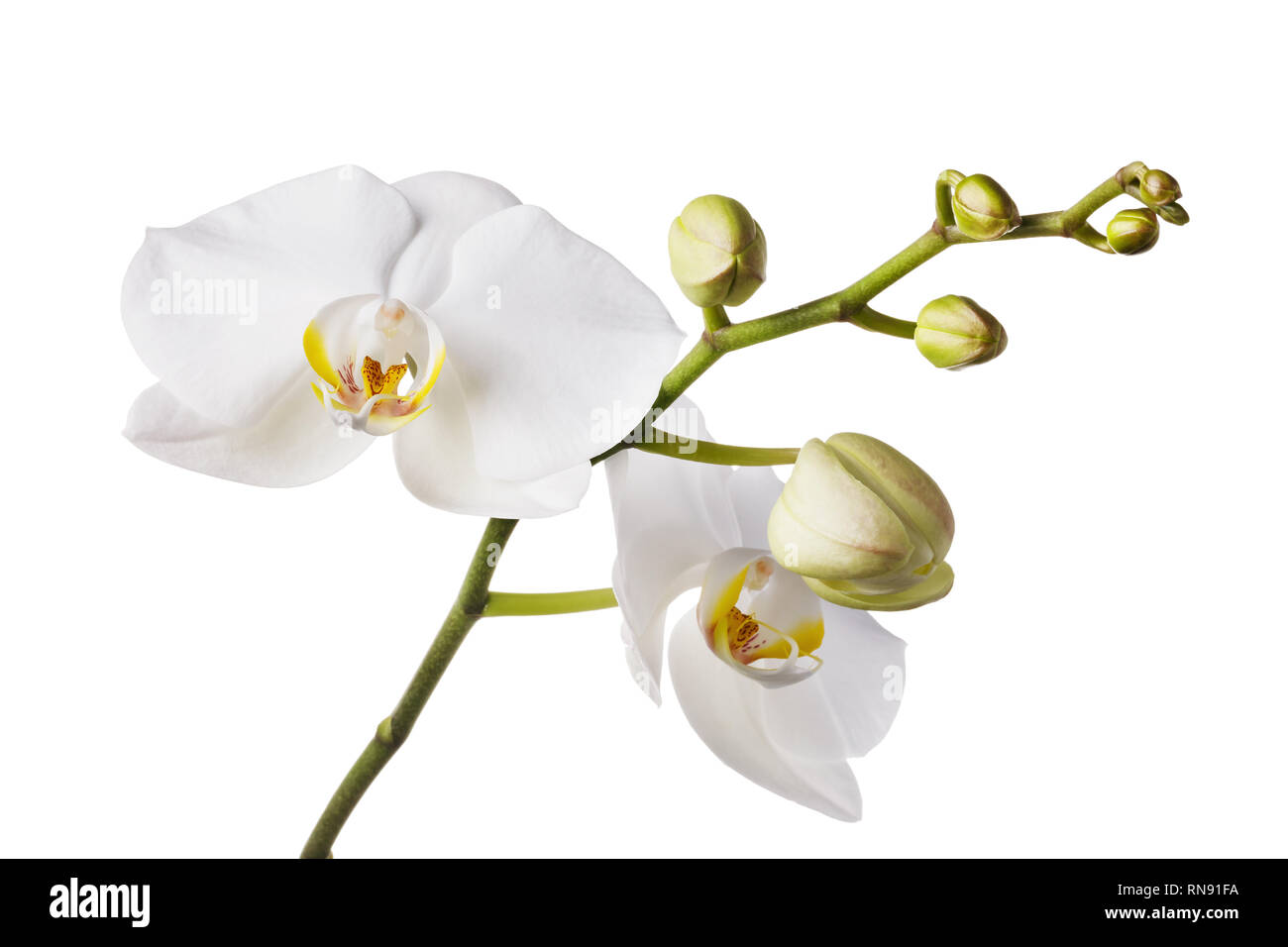 Sucursal de una flor orquídea blanca con un color amarillo en el centro y  varios capullos sin abrir. Flores aisladas Fotografía de stock - Alamy