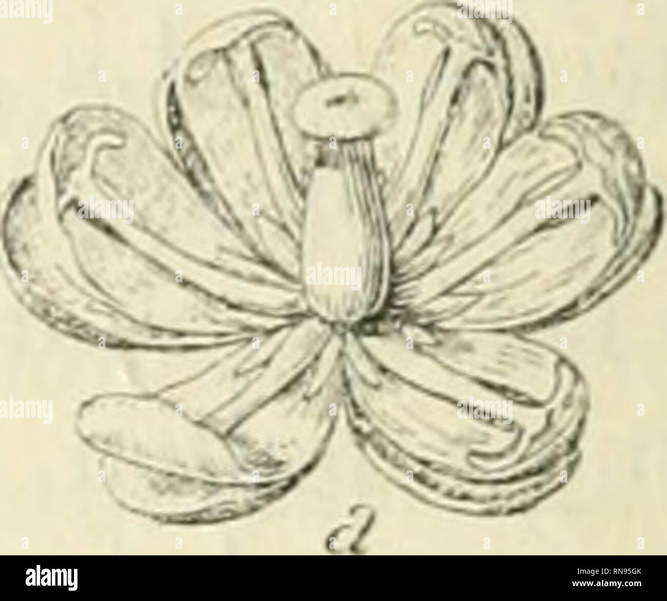 . Anatomie et physiologie vegetales à l'usage des étudiants en sciences naturelles des universités, des élèves à l'Institut agronomique, des écoles d'Agricultura, etc. Anatomía vegetal; fisiología vegetal. . Por favor tenga en cuenta que estas imágenes son extraídas de la página escaneada imágenes que podrían haber sido mejoradas digitalmente para mejorar la legibilidad, la coloración y el aspecto de estas ilustraciones pueden no parecerse perfectamente a la obra original. Belzung, Ernest Ferdinand, 1859-. París F. Alcan Foto de stock