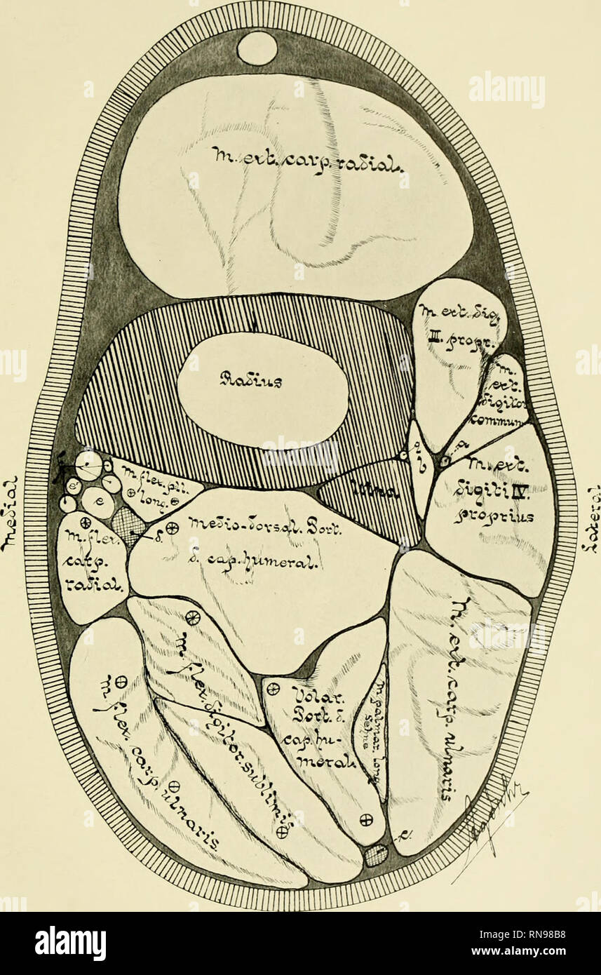 . Anatomische Hefte. Anatom. Hefte. I. Abt. 158. Corpulencia (52. Bd., H. 3). Tafel 37.. 1&GT;clct Fis. 6. Gefrierquerschnitt in der Mitte des Vorderarmes von Bos taurus. a) Sehne des M. extensor indicis. b) M. abductur pollicis longus. c) N. ulnaris. d) N. me- dianus. e) A. ulnaris. e1) A. radialis, f) V. mediana mit Ästen, g) A. interossea dorsalis. (*) N. medianus Nervenstamm von. (+) Nervenstamm von N. ulnaris. Verlag von J. F. Bergmann en Wiesbaden. Por favor tenga en cuenta que estas imágenes son extraídas de la página escaneada imágenes que podrían haber sido mejoradas digitalmente para mejorar la legibilidad, coloración y appeara Foto de stock