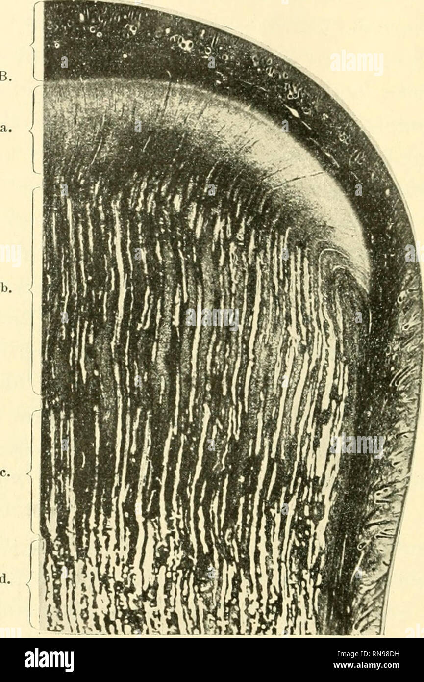 Anatomische Hefte 7i Ii Korff Bezuglich Ein Umgekehrtes Erhalten Vorhanden Deshalb Finden Wir Im Allgemeinen Bei Baststangen Von Mittlerer Ent Wicklung Die Snbstantia Spongiosa Schon Ziemlich Weit Ent Textfig 5 Langsschnitt