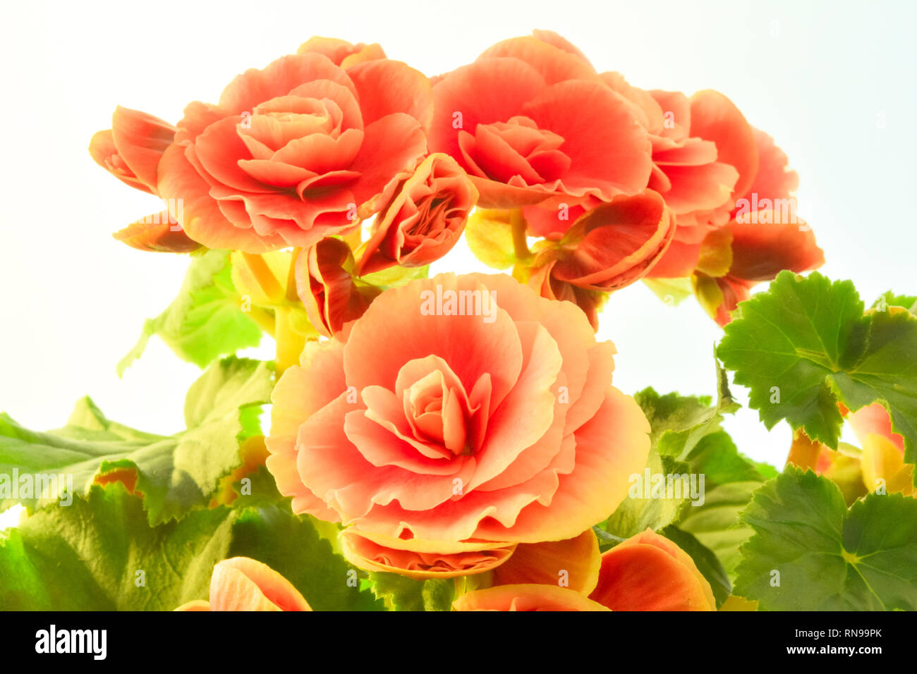 Begonia stem fotografías e imágenes de alta resolución - Página 6 - Alamy