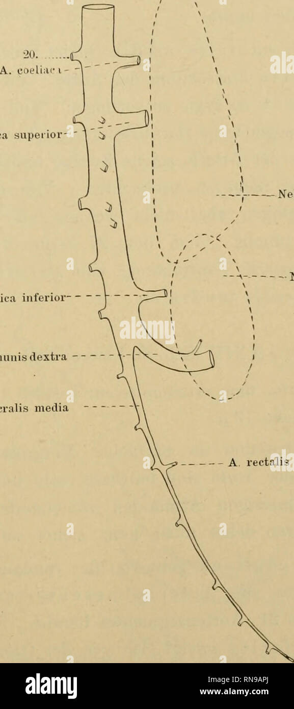 Anatomische Hefte Uber Die Entwicklung Und Der Zweige Wanderung Der Aorta Etc 467 20 Die Arteria Mesenterica Superior Von Dem 21 Und Die Ar Terios Mesenterica Inferior Von Dem 24 Segmento