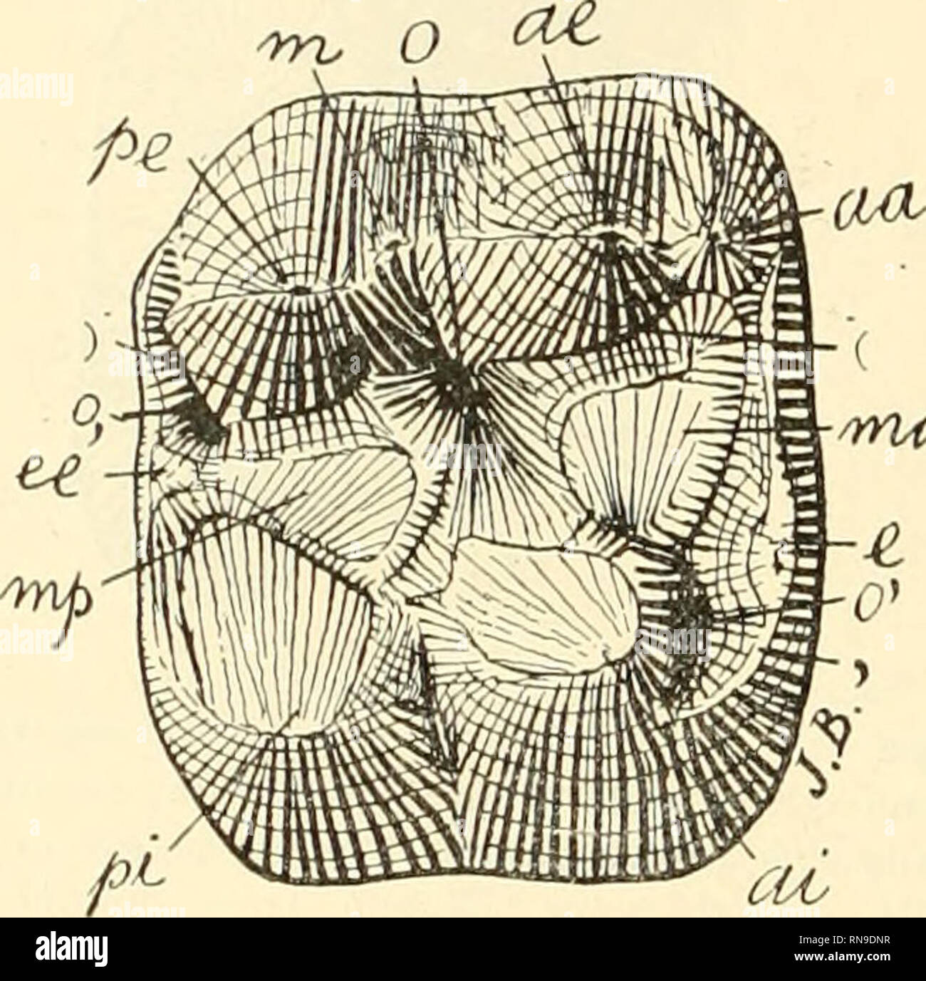 . Anales del Museo Nacional de Buenos Aires. Historia Natural -- Argentina; Historia Natural -- América del Sur. 420 MUSEO NACIONAL DE BUENOS AIFiES. le interne beauconp cóté plus profunde et qui est le comienzo du grandpuits que Ton voit surl'angle antérieur interne des molai- res de Macrauchenia. Le genre DUiolodiot s'est transformé au genre Lambdaco)ius qui comprend ONU nombre considerable d'espéces et qui eonstitue la souche da sous-ordre des Lifopferna; les deux familles principe- les de ce sous-orden, les Proterotheriidae et les Maerauchenidae ont pris origine dans des espéces género de CE Foto de stock
