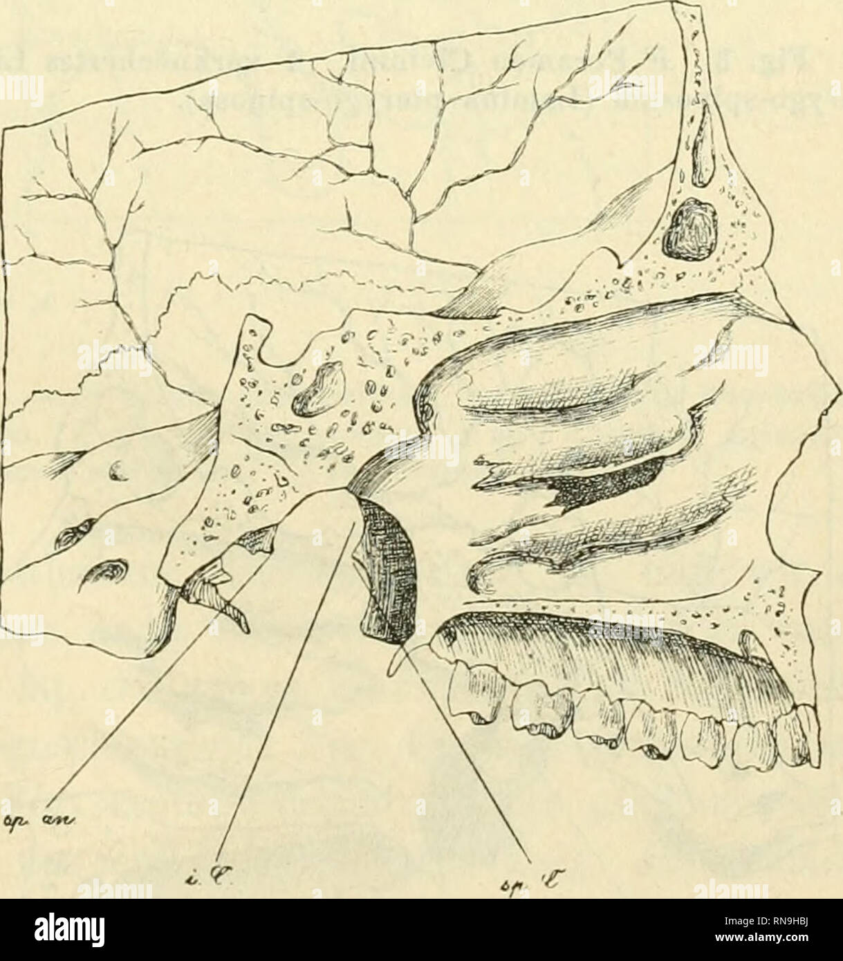 . Anatomischer Anzeiger. Anatomía, comparativo; Anatomía, comparativos