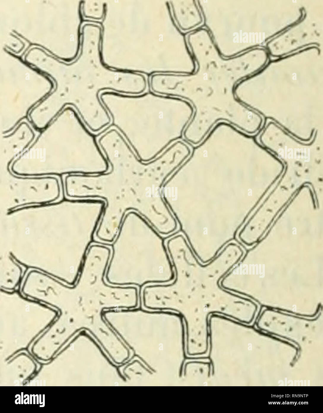 . Anatomie et physiologie vegetales à l'usage des étudiants en sciences naturelles des universités, des élèves à l'Institut agronomique, des écoles d'Agricultura, etc. Anatomía vegetal; fisiología vegetal. Fi: "0o. Fio-. 206. Fi-. lu d. l'u;!. - Pai-enchyme iiiéduUairc iiicnldii'' la lii liasL- di' la tif^e iriinc jilau- Ic ricina, una mentira. noyau: b. méat: r, gránulos avoc Iciicitcs d'aiiiiduii; iiK'inbi-ane ccllulosi(juo ^i^v. : O.jIM. •2Itu. - Parenchvme incoloiv ôlodi' de la nidcUo du Junc. avec lacunes i-il'civilizaciones. divei-ses feuilles charnues 1res é'j)aisses Agave, Aloès, TIG. 45'), Il), Où il tranc Foto de stock