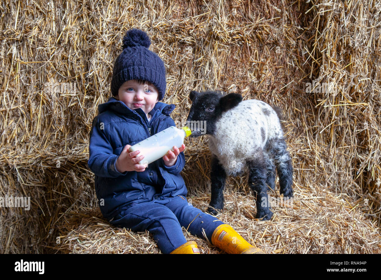 Burscough, Lancashire, Reino Unido. 18 de febrero, 2019. Lambing tiempo en la granja de animales como Max Eslinga de 2 años ayuda con el cuidado de los corderos que han quedado huérfanos, por alimentar a los animales que de otra manera moriría. Crédito: MediaWorldImages/AlamyLiveNews. Foto de stock
