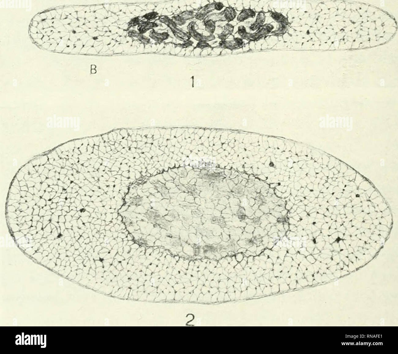 . La anatomical record. Anatomía; Anatomía.