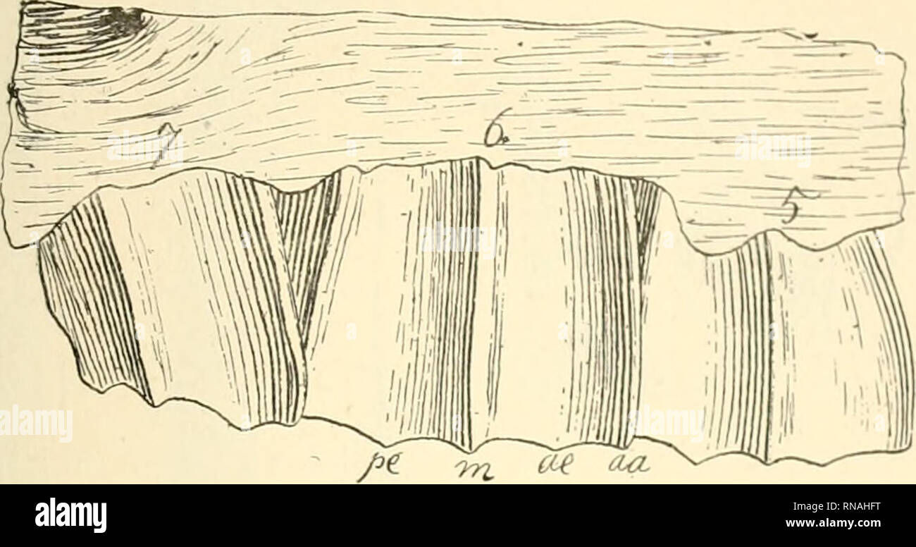 . Anales del Museo Nacional de Buenos Aires. Historia Natural -- Argentina; Historia Natural -- América del Sur. MORPHOLOGIE PHYLOGKXÉTIQUE AMEGHIKO:. 4B3 autres, mais tres petit et qui disparait assez vite. Le genre Pronia- crauclunia un jusqu'persiste un pampeen inférieiir oñ il est repre- senté par Promacrauchenia ensenadensis que j'avais d'abord refe- re, ainsi l'espéce qne de Monte-Hermoso, ONU género Macrauchenia. Le genre Macrain-henía hijo aparición qne ne fait dans le pam- peen supérieur. Par le crane, il est bien distinta de Promacrauchenia^ mais dans la conformación de la dentiire les diff Foto de stock