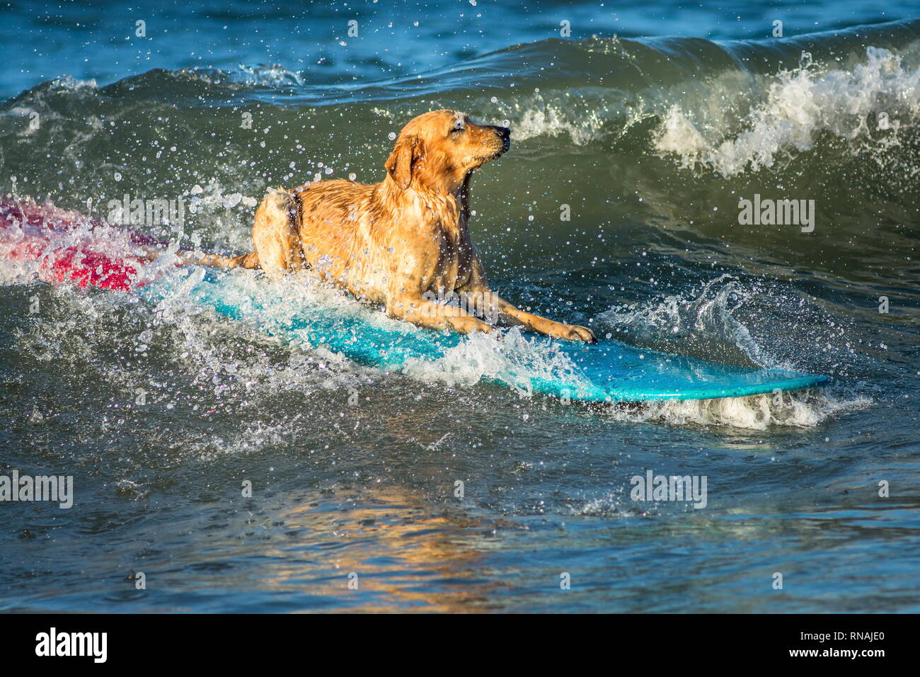 Perro surf sobre la tabla de surf en el mar Foto de stock