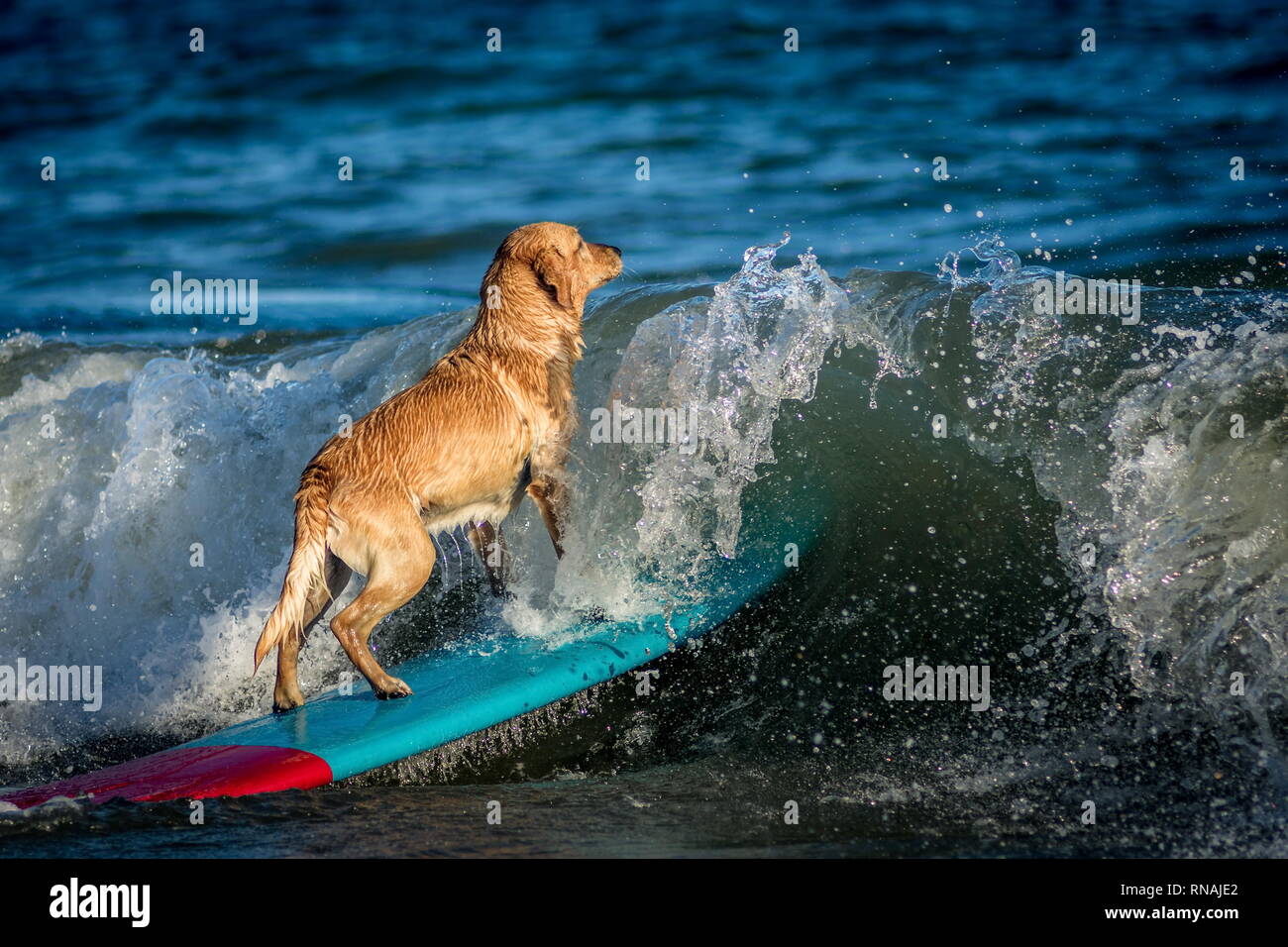 Perro surf sobre la tabla de surf en el mar Foto de stock