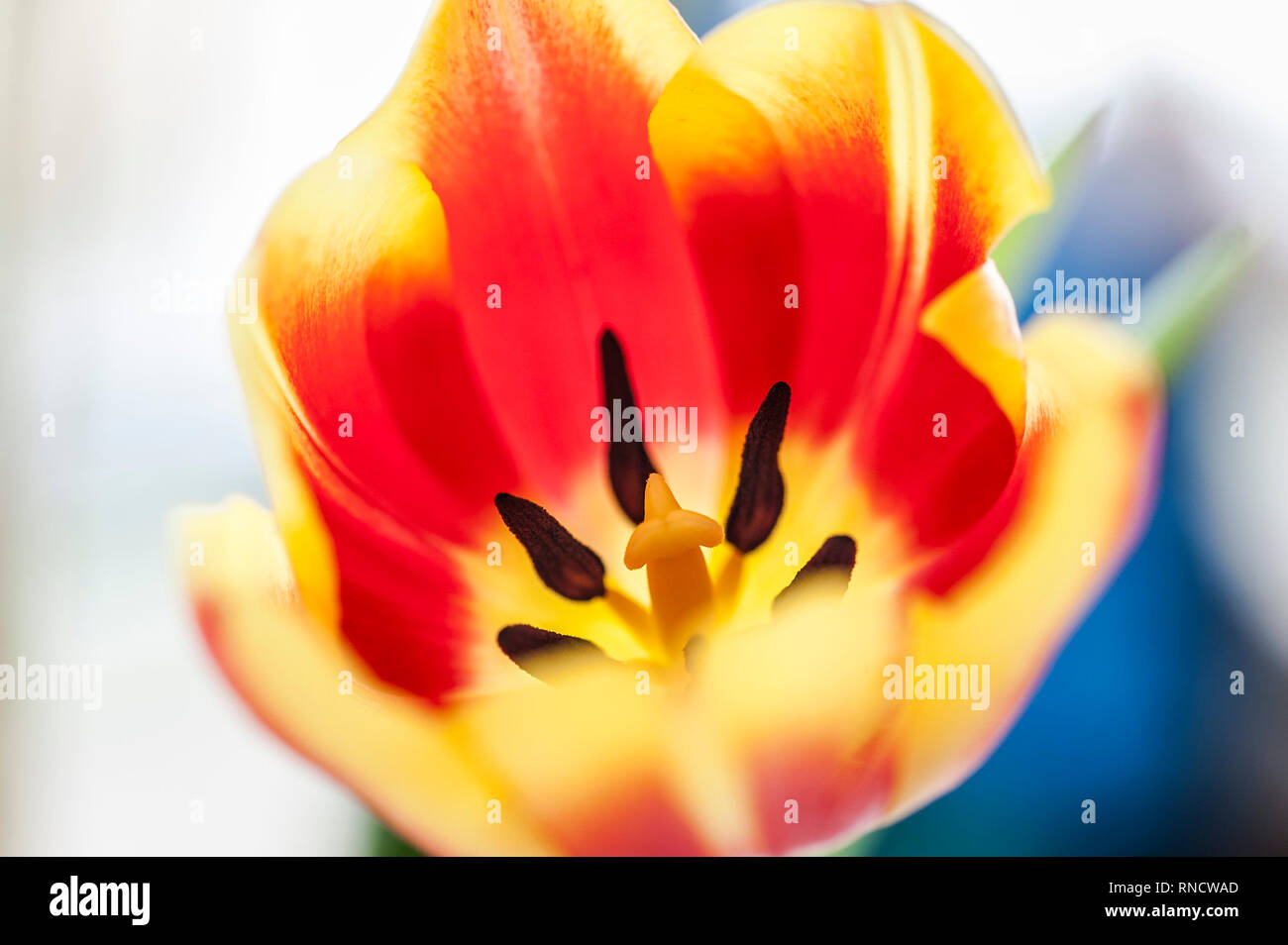 Un tulipán. Tulipa. Foto de stock