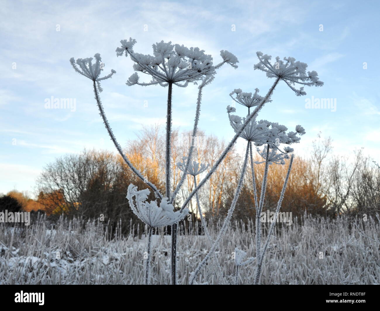 Las semillas de una planta umbellifer aún en pie en invierno Foto de stock