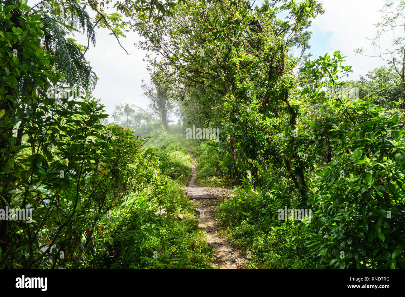 Martinica Isla Jungla Foto de stock