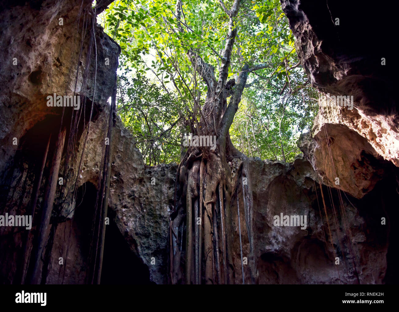 Se derrumbó el techo de la Catedral Cueva en el Bahama, isla de Eleuthera y vegetación adaptable Foto de stock