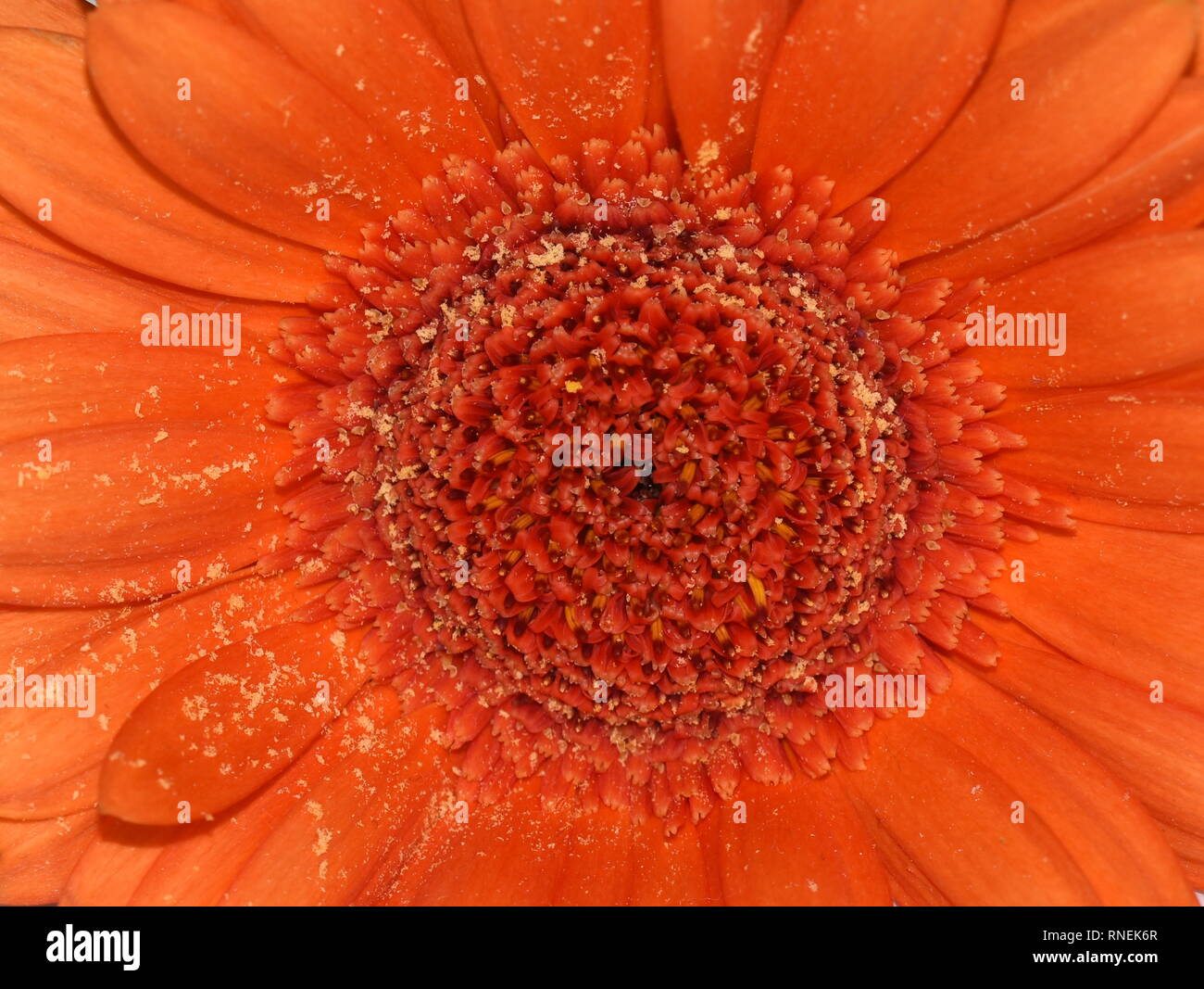 Closeup en orange gerbera flor con granos de polen Foto de stock