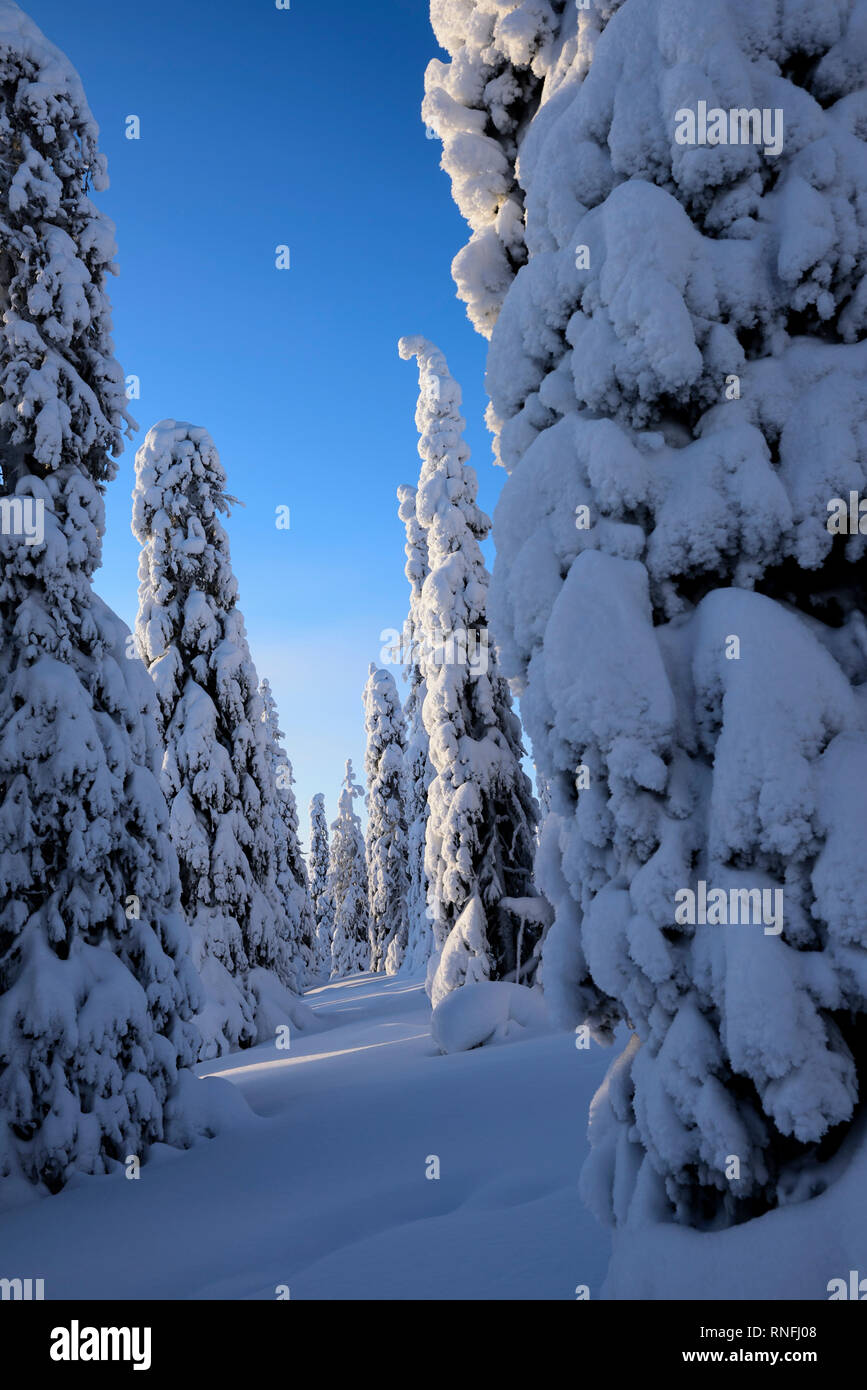 Cubiertas de hielo y nieve árboles coníferos en Laponia, Finlandia Foto de stock